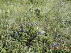 Clematis-integrifolia_Маркотх_стация